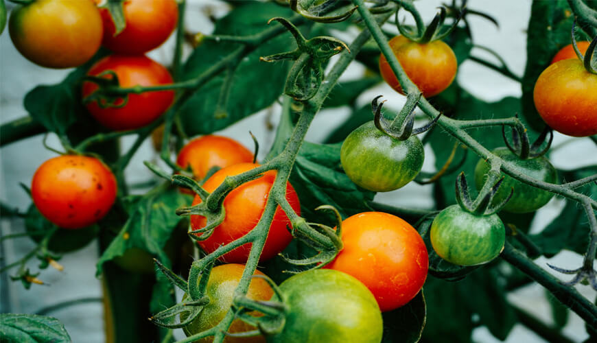 Aquaponics Tomato, Tomatoes growing, Aquaponics for tomatoes, Rotationally Molded Aquaponics